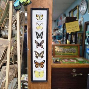 Seven Specimens Butterflies - Framed, Preserved