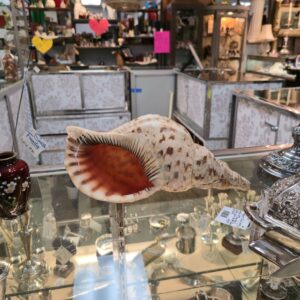 Large Triton's Trumpet Shell - 15" - Collectable Piece - #5721