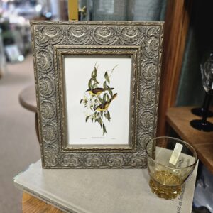 Framed Elizabeth Gould Print - Wattle-Cheeked Honey Eater - 1804-1841 - #B24