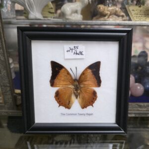Framed Preserved Butterfly - The Common Tawny Rajah