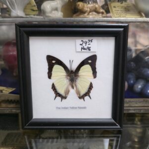 Framed Preserved Butterfly - The Indian Yellow Nawab