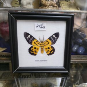 Framed Preserved Butterfly - False Tiger Moth