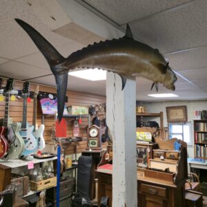 Vintage King Mackerel Mount